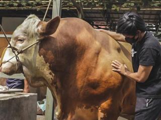 Harga Sapi Megalodon Milik Atta Halilintar