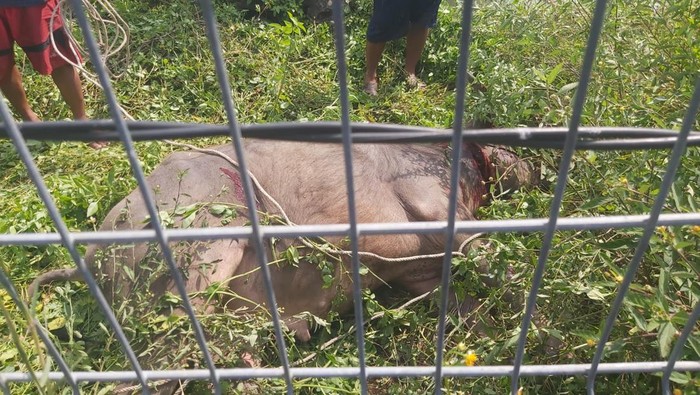Polisi Tembak Sapi Kurban Ngamuk yang Lari ke Area BandaraÂ 