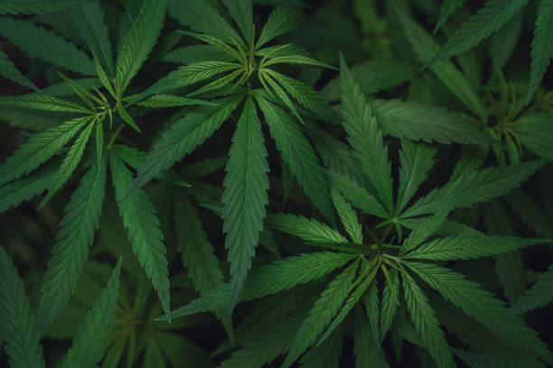Thailand Izinkan Hampir 1 Juta Warganya Tanam Ganja di Rumah