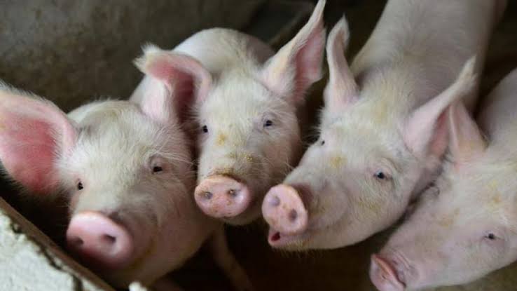 Gelombang Panas, Harga Daging Babi di China Naik Hampir 50 Persen