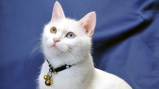 9 Ide Bisnis Modal Kecil Bagi Anda Si Pecinta Kucing