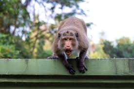 Seekor Monyet Rampas Bayi Lalu Dilempar dari Atap Rumah
