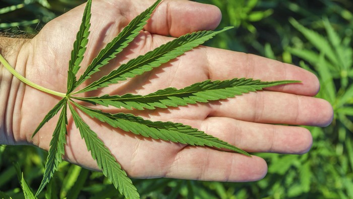 MK Tolak Legalisasi Ganja, Anggota DPR: Masih Ada Jalur Legislative Review