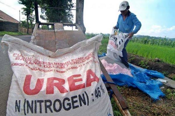 Jatah Pupuk Subsidi Petani Karimun Dipangkas Jadi 42 Ton