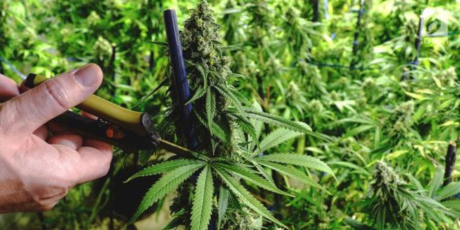 MUI Masih Godok Fatwa Ganja untuk Medis
