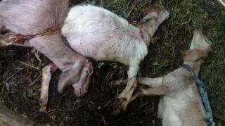 Terungkap Penyebab Matinya Ratusan Kambing yang Didatangkan ke Batam