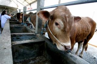Cukupi Stok Hewan Kurban, Karimun Datangkan 75 Ekor Sapi dari Natuna