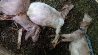 Total 393 Ekor Kambing Mati di Batam, Terpapar PMK?