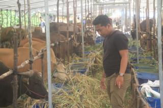 47 Ekor Kambing di Batam Mati Lagi, Peternak Rugi Ratusan Juta