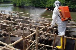 Cukupi Stok Hewan Kurban, Peternak Bintan Datangkan 30 Ekor Sapi dari Natuna