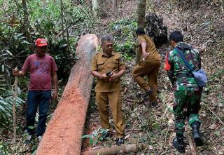 Hutan Desa Pongkar Karimun Diduga Jadi Sasaran Pembalakan Liar