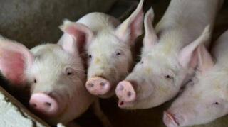 Gelombang Panas, Harga Daging Babi di China Naik Hampir 50 Persen