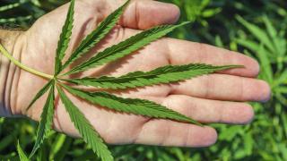 MK Tolak Legalisasi Ganja, Anggota DPR: Masih Ada Jalur Legislative Review