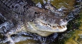 Buaya Serang Turis Tengah Malam Berenang di Pantai