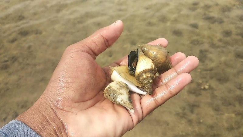 Gonggong, Biota Laut Khas Kepri Kini di Ambang Kepunahan