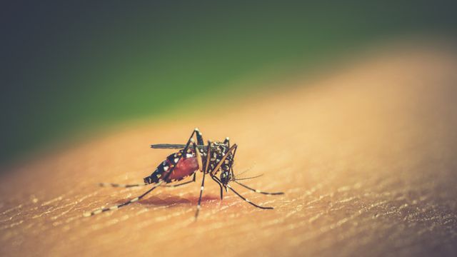Muncul Virus 
