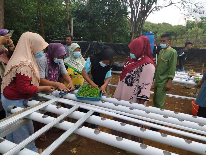 PT Timah Kenalkan Cara Tanam Hidroponik ke Emak-emak Pulau Stunak