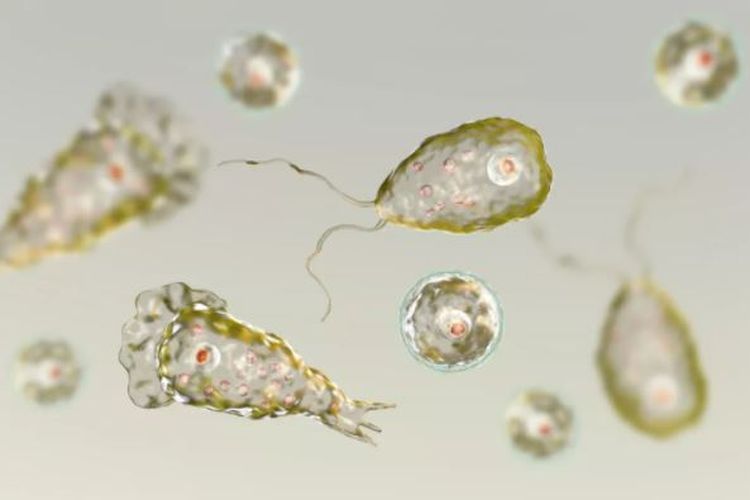 Dua Orang Meninggal di AS Akibat Amoeba Pemakan Otak