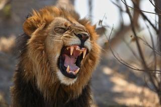 Kebun Binatang Jual Singa Rp 10 Jutaan Per Ekor, Berminat?