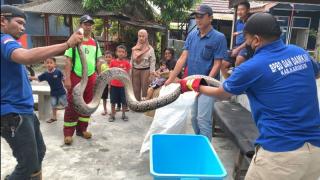 Warga Karimun Tangkap Ular Sanca 3 Meter Pemangsa Ternak Ayam