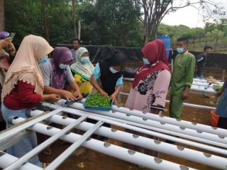 PT Timah Kenalkan Cara Tanam Hidroponik ke Emak-emak Pulau Stunak