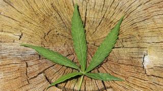 Malaysia Ingin Belajar dari Thailand soal Legalisasi Ganja Medis