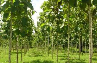 Akar Bhumi Sebut Pohon Jati Emas Pohon yang Salah untuk Penghijauan di Kota Batam