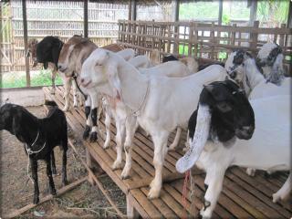 53 Ekor Kambing dari Riau Ditolak Masuk Karimun