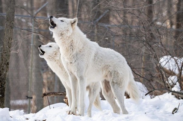 China Jadi Negara Pertama yang Sukses Kloning Serigala Arktik di Dunia