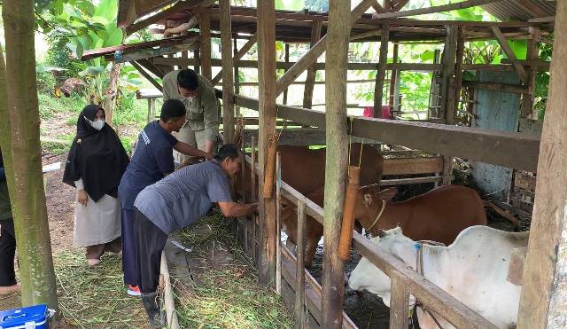 Ratusan Ternak di Karimun Terima Vaksinasi PMK Dosis II