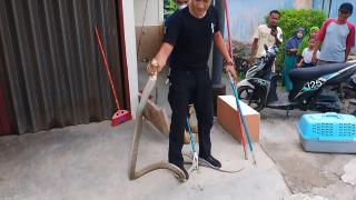 Dipatuk Ular Kobra yang Sembunyi di Septik Tank, Petugas Damkar Bintan Dilarikan ke Rumah SakitÂ 