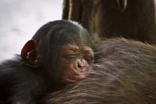 Anak Simpanse Diculik dari Rumah Perlindungan, Pelaku Minta Tebusan