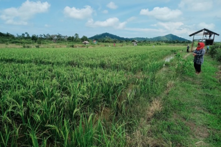 Motivasi Petani Lingga Bersawah, DPKP Terapkan Metode Demplot