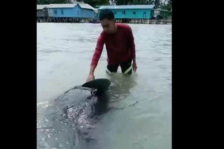 Seekor Paus Terdampar di Desa Air Payang Natuna Diselamatkan Warga