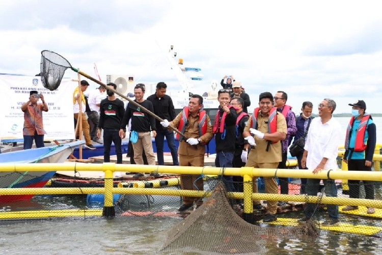 Gubernur Kepri Ansar Ahmad Panen 10 Ton Bawal Bintang di Bintan, Nilai Ekonomis Tembus Rp 1,2 Miliar