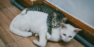 Mengenaskan, Puluhan Kucing Ditemukan Mati TermutilasiÂ 