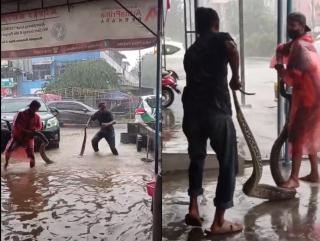 Makhluk Penghuni Gorong-gorong Lucky Plaza Muncul saat Banjir