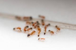 7 Cara Alami Ampuh Usir Semut di Rumah Tanpa Harus Membunuh
