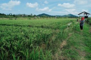 Motivasi Petani Lingga Bersawah, DPKP Terapkan Metode Demplot