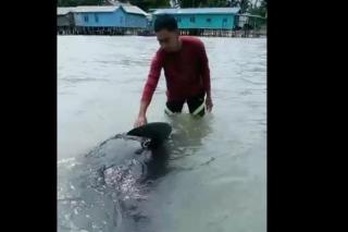 Seekor Paus Terdampar di Desa Air Payang Natuna Diselamatkan Warga