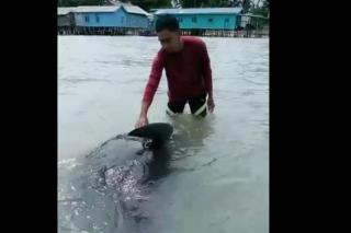 A Stranded Whale in Air Payang Village Natuna Rescued by Residents