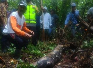 Sempat Dilaporkan Hilang, Emak-emak Berusia 52 Tahun Ternyata Ditelan Ular Piton