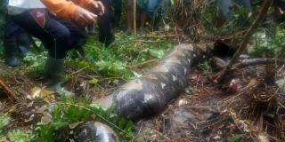 Kisah Petani Karet di Jambi Hilang Seharian Ditemukan dalam Perut Ular Piton
