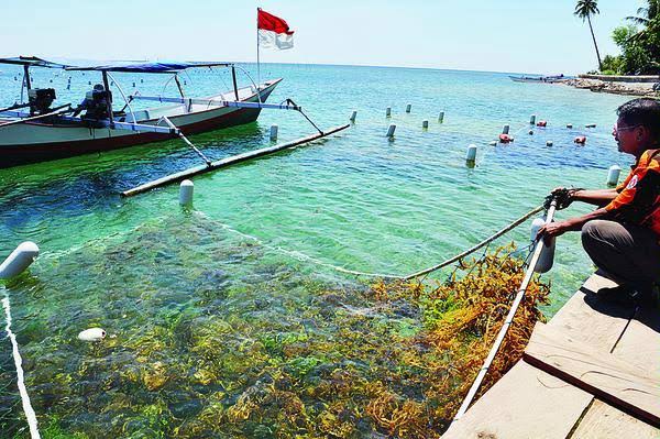 Lingga dan Karimun Potensial Kembangkan Budidaya Rumput Laut