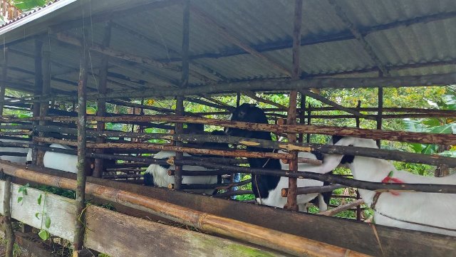 Masuk Secara Ilegal, Satgas PMK Bintan Pulangkan 7 Ekor Kambing dari Batam