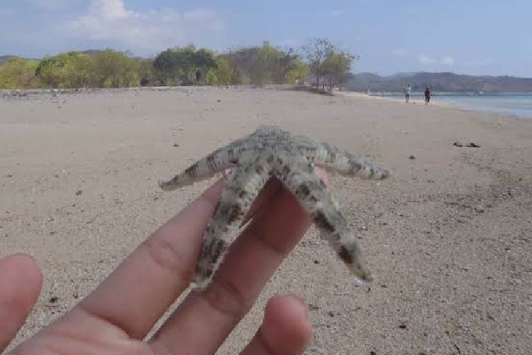 7 Hewan yang Hidup Tanpa Otak, Ada Bintang Laut hingga Teripang