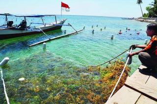 Lingga and Karimun's Potential to Develop Seaweed Cultivation
