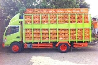 Truk Muatan Anak Ayam Nyebur ke Laut di Pelabuhan Kota Sagara Bintan