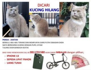 Kehilangan Kucing, Warga Batam Ini Bikin Sayembara Berhadiah Hape, Sepeda hingga Uang Tunai