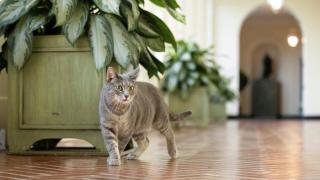 Kisah Muezza, Kucing Kesayangan Rasulullah SAW